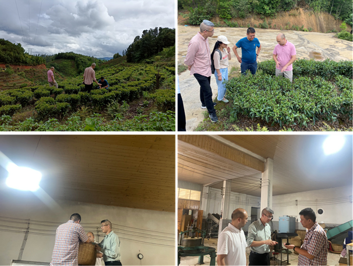 西南大学茶叶专家服务团在茶园和茶叶加工厂进行指导_副本.png